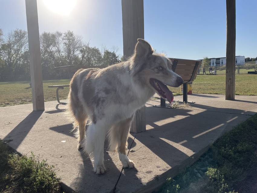 今朝のパス公＠dog park