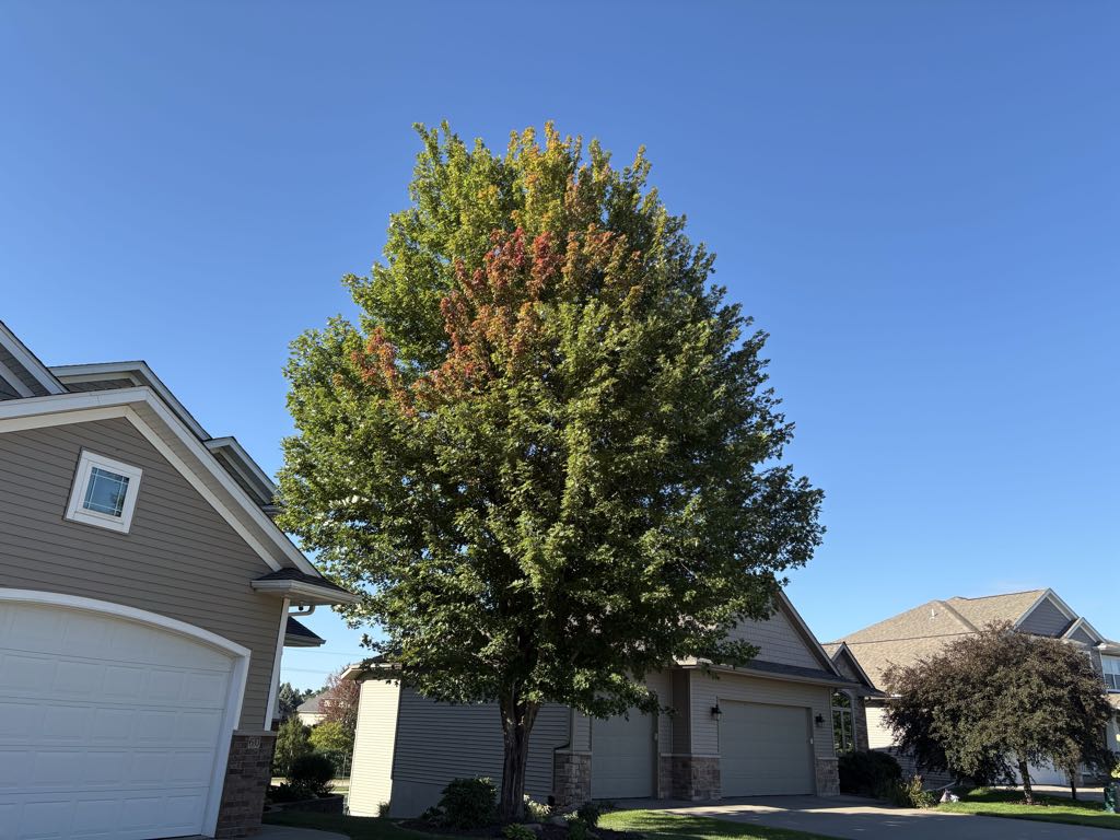 Maple tree