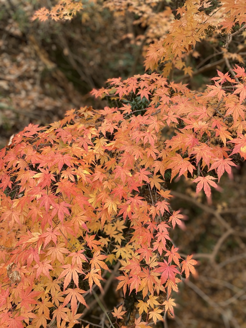 大阪の摂津峡公園が、まだ紅葉が...