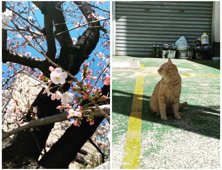 猫が桜を見ているように見えます...