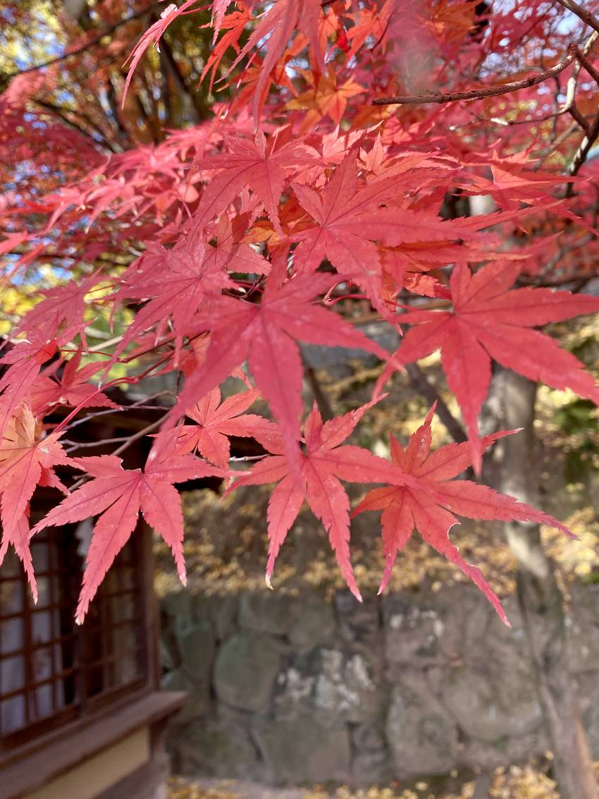 奈良公園へ紅葉狩りに行ってきま...