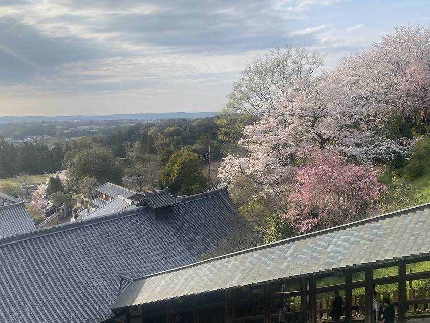昨日、友達と奈良へ桜を見に行き...
