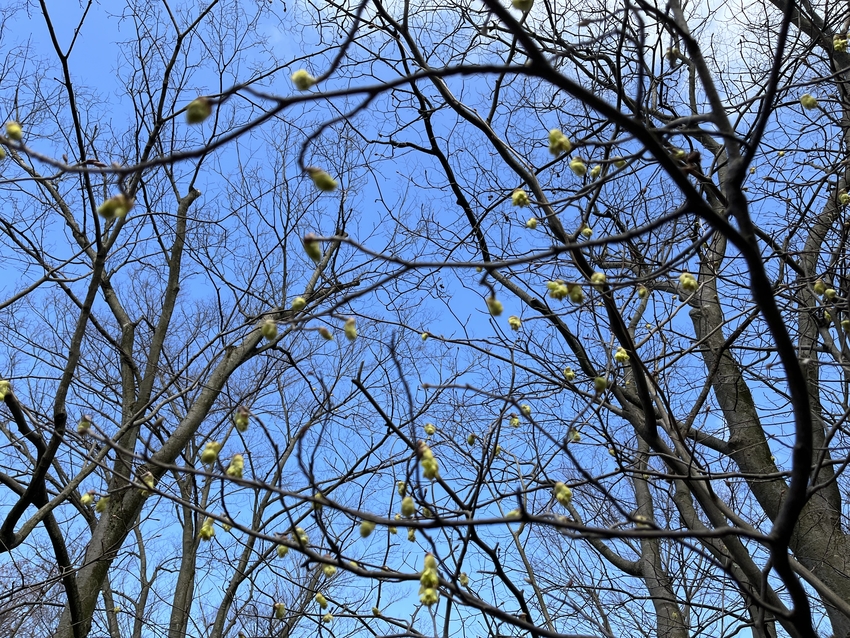 木々の新芽が芽吹くころですね。