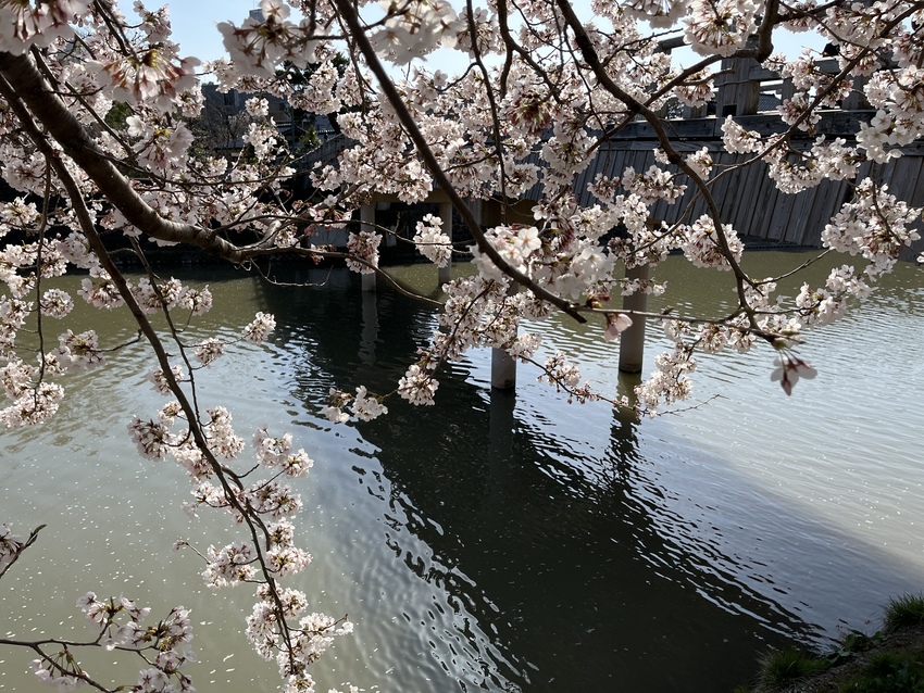 中の橋と桜