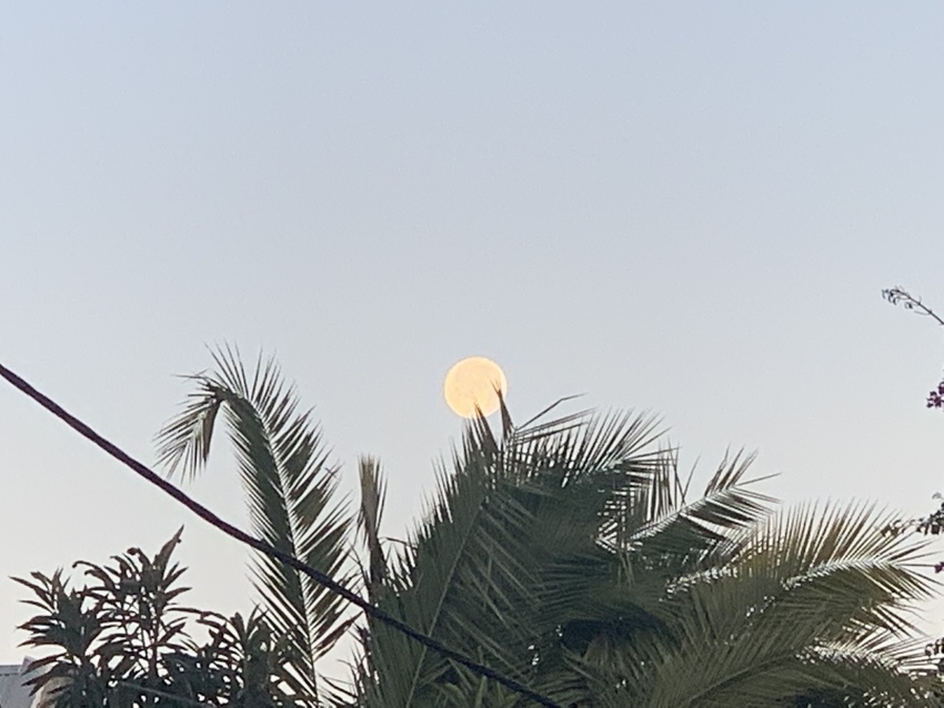 朝の月、今日も見れました！