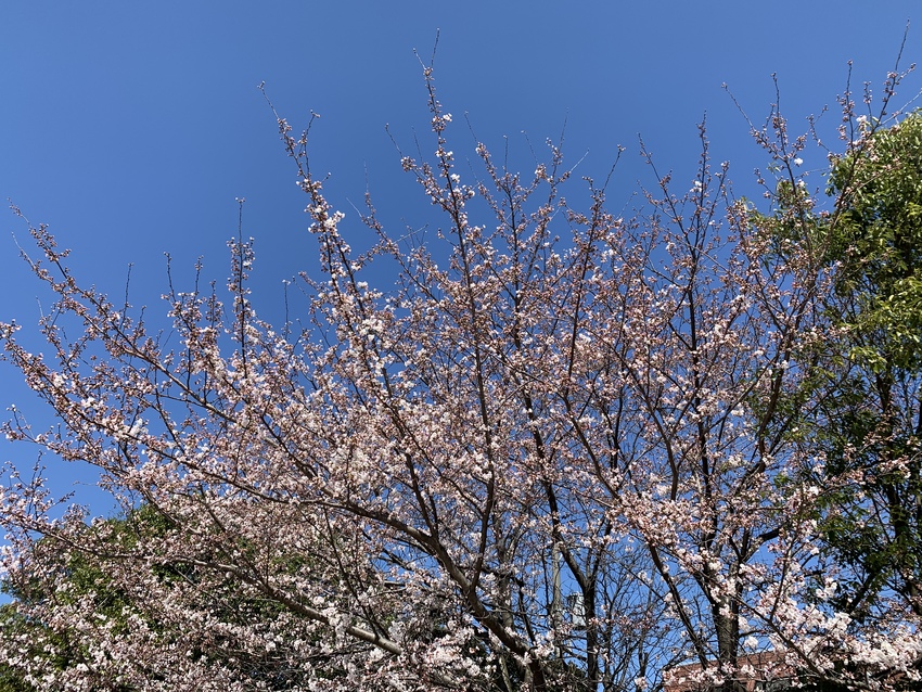 お散歩コースの桜