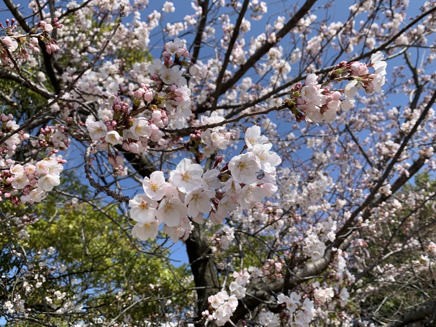 桜、だいぶ咲いた！