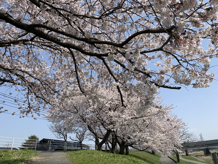 金沢・犀川の桜も満開！