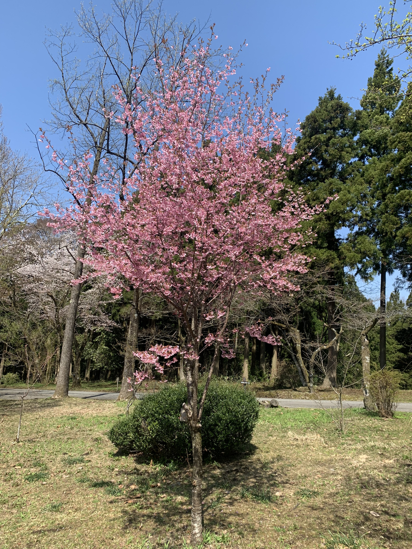 桜のオカメさん