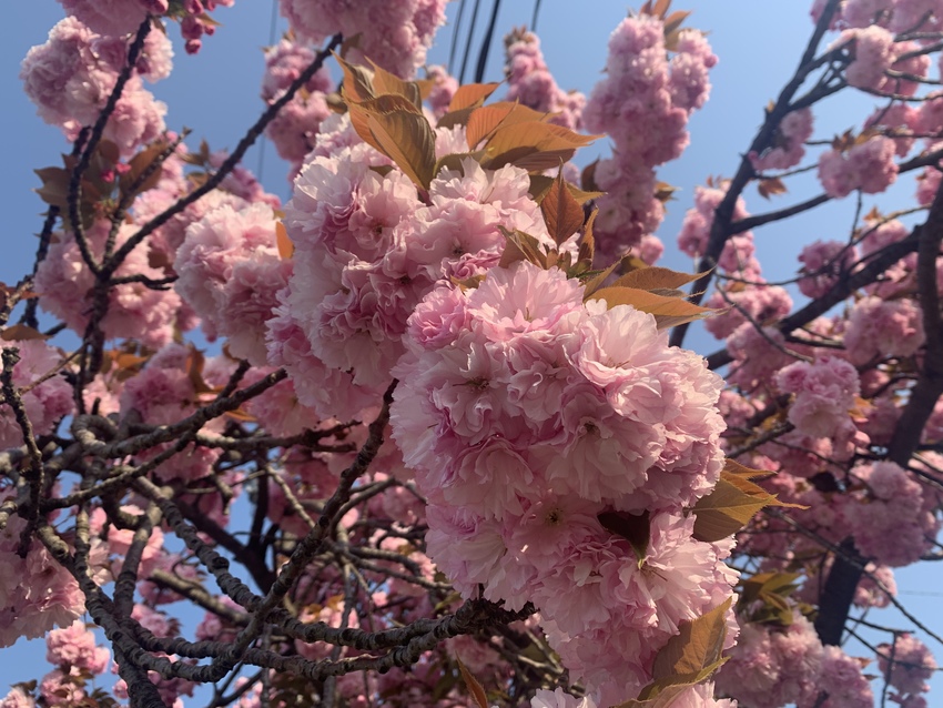 今度は八重桜