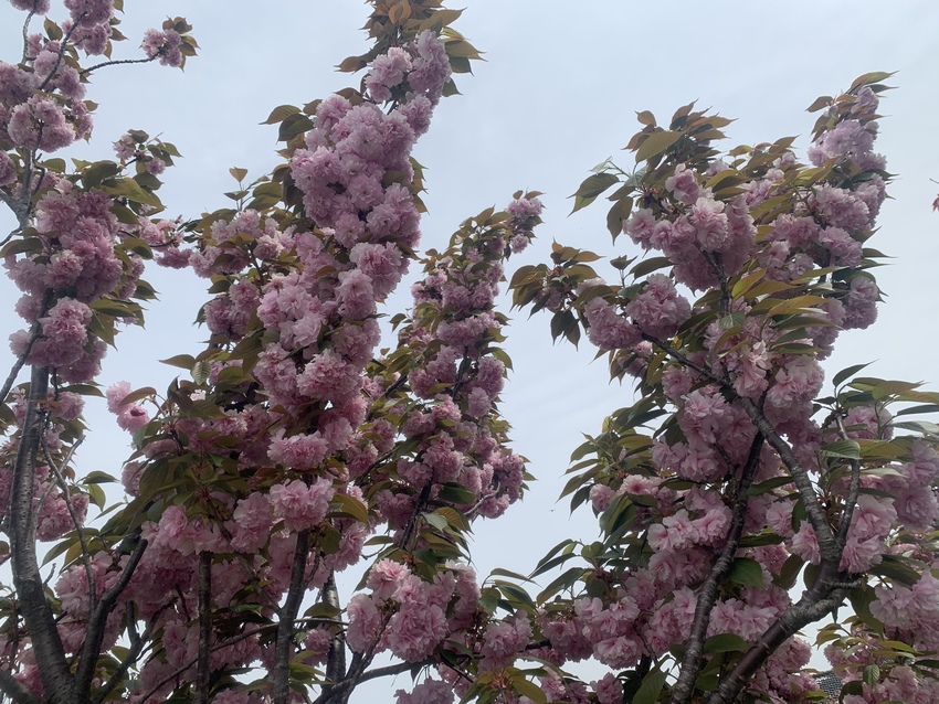 もこもこ八重桜