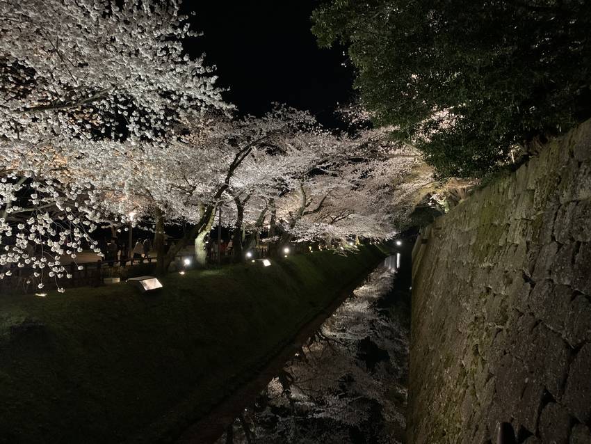 兼六園、金沢城の夜桜