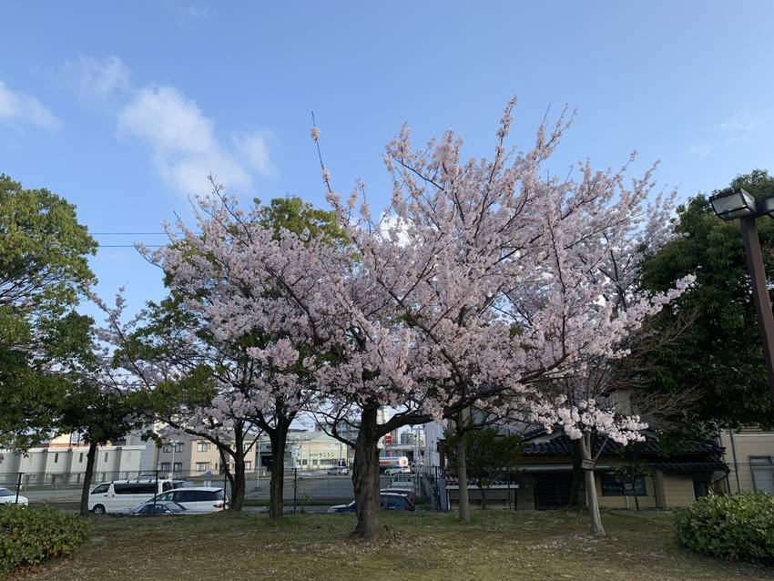 今日の桜　