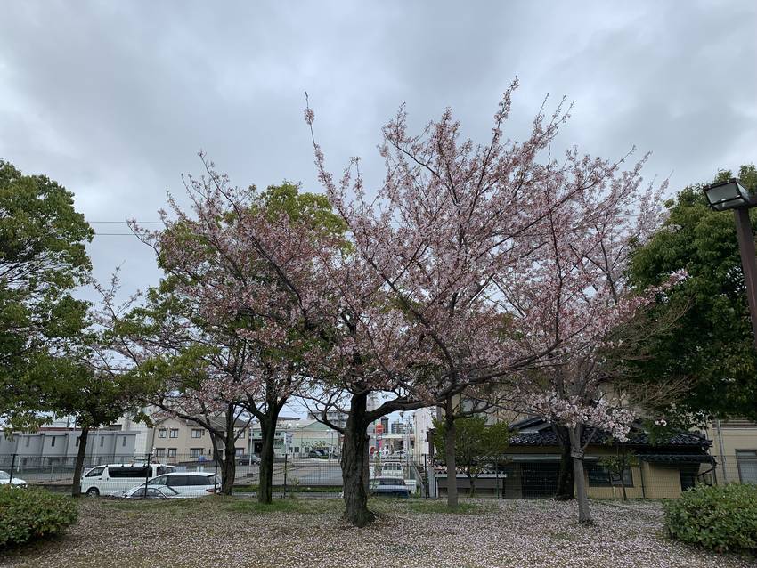桜、ありがとう