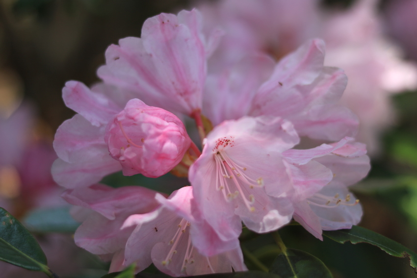 F1.8、50mmの単焦点レン...