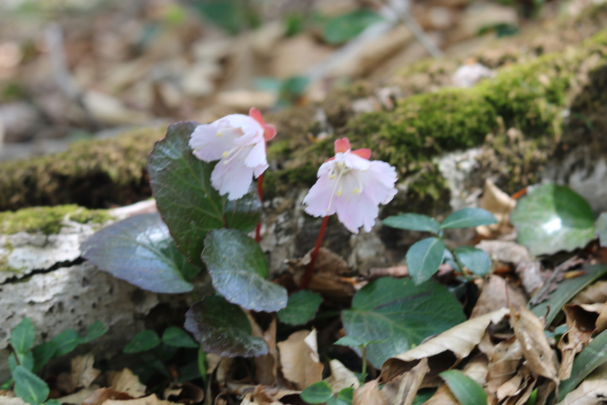 あんまり花が見られなかったんだ...