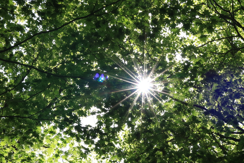太陽の日差しと青々とした木々。...