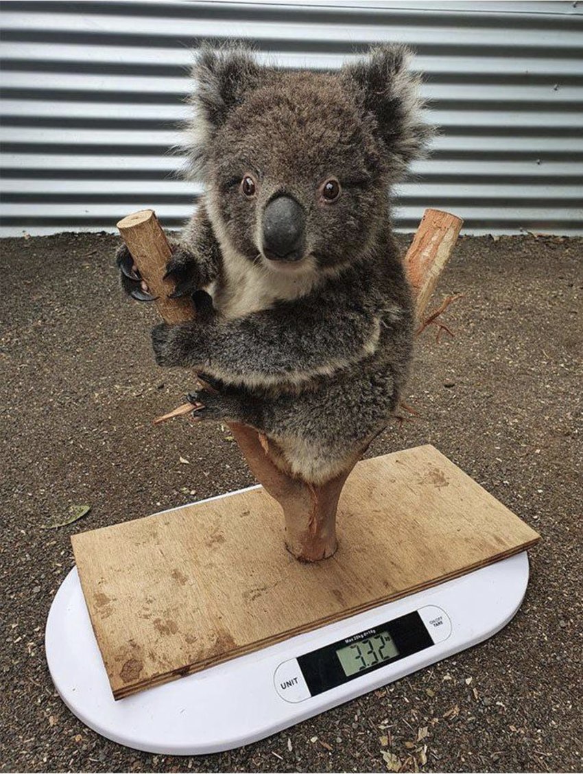 体重計測。
