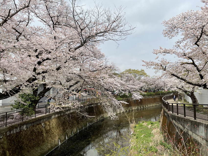 桜を巡るお散歩。