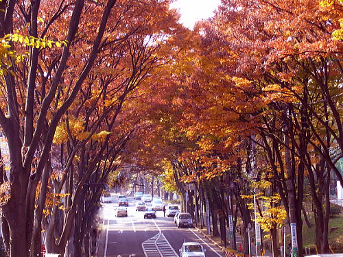 紅葉街道・・・・。