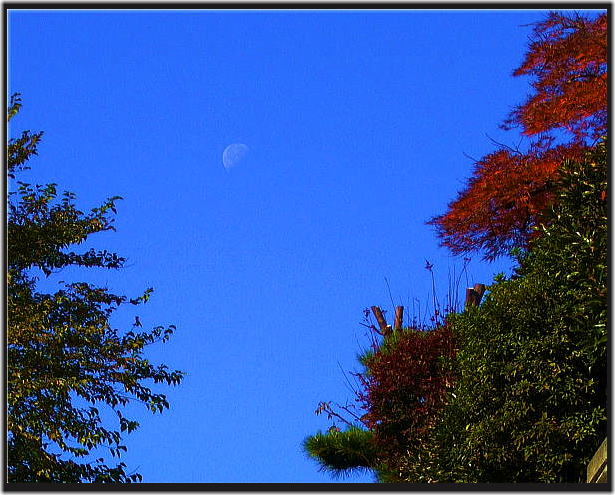 晩秋の朝に月あり！