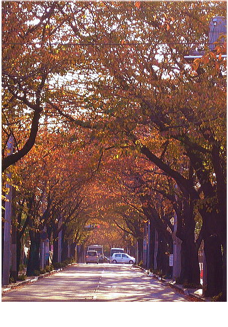 わが街、紅葉街道 !!