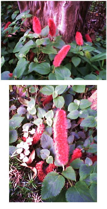 この花の名は（２）・・・・？