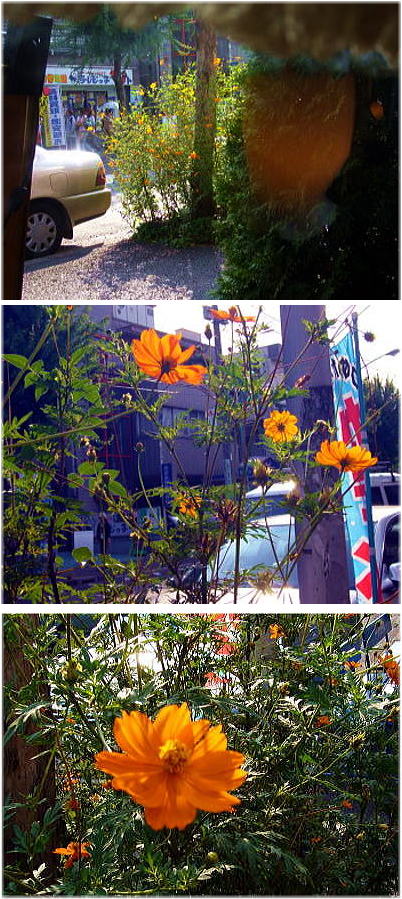 この花の名は・・・・？