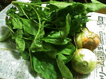 新鮮野菜！！