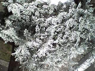 白い植物？
