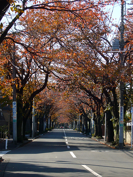 紅葉並木････。
