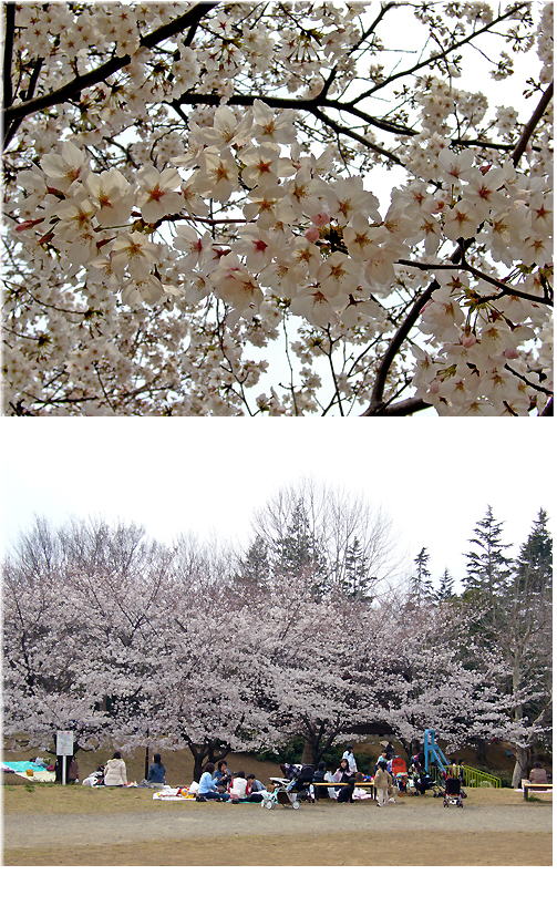 桜の木の下で････。