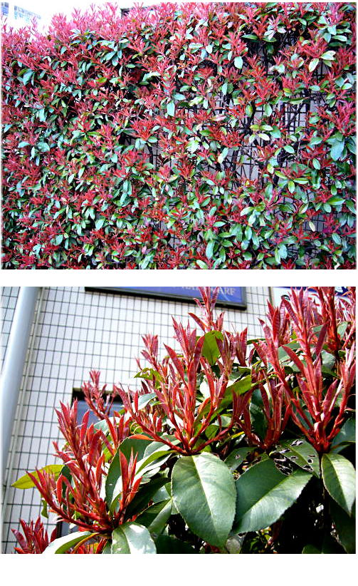 この真っ赤な植物の名は？？？