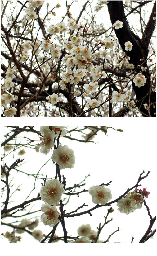 白梅がいよいよ・・・・。