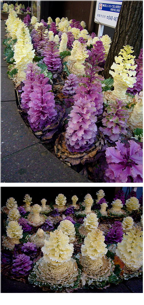なにっ！この花？