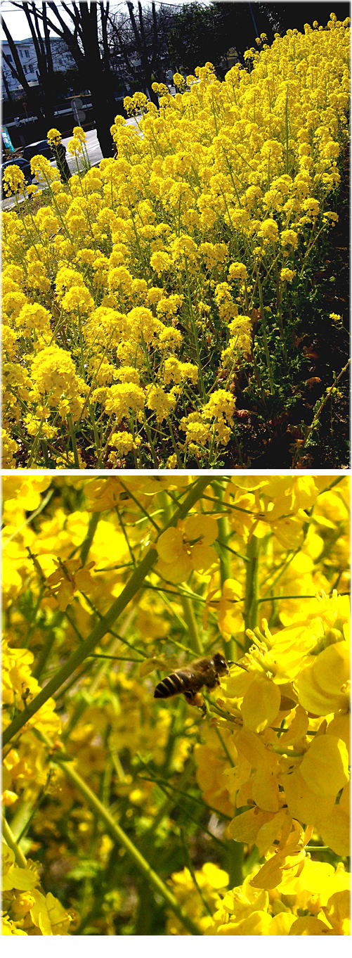 小春日和に菜の花････。