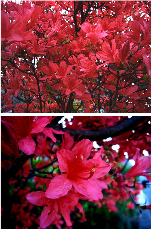 紅く萌えて････。
