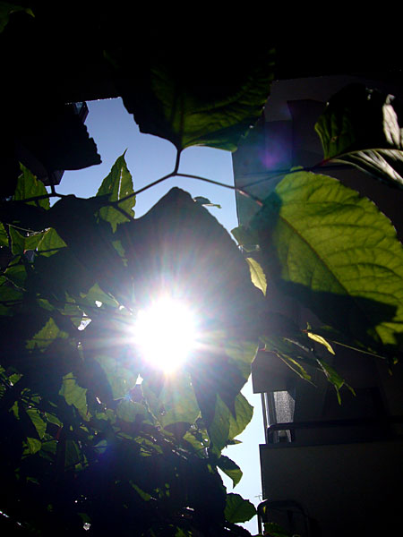 5月31日の朝の陽…。