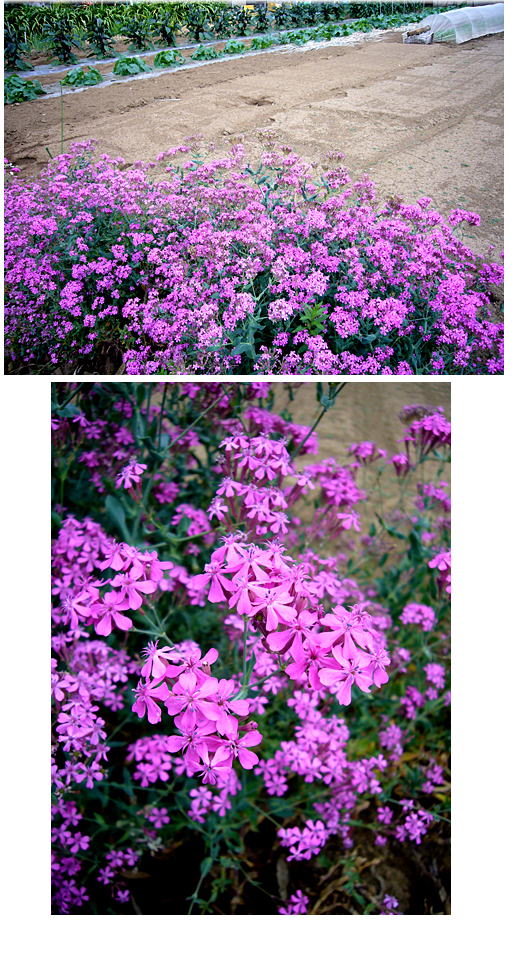 畑の花･･･。