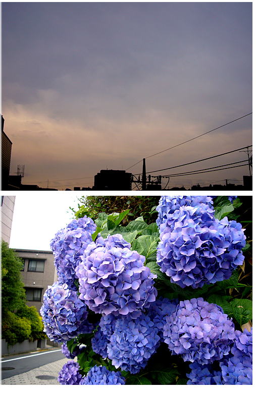 今日は梅雨空･･･。