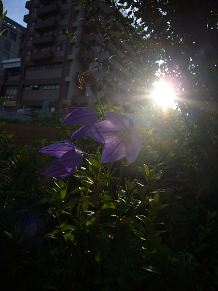 キタキタ真夏日･･･。