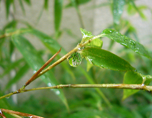 雨の譜にて･･･。