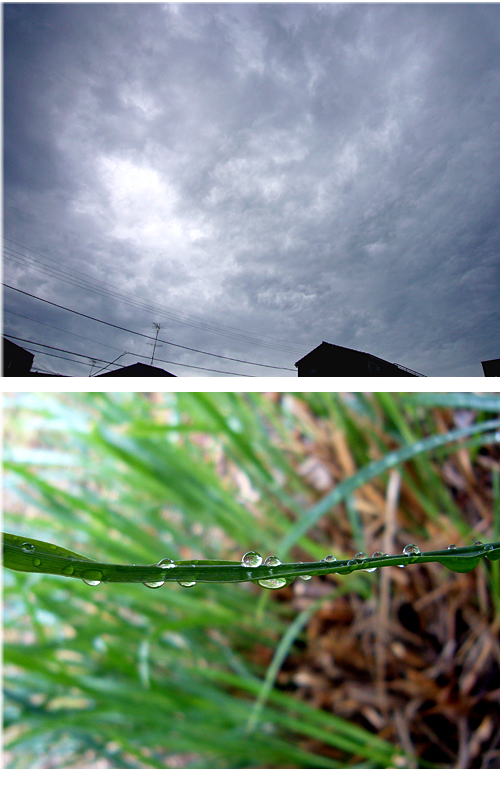 久しぶりの雨は･･･。