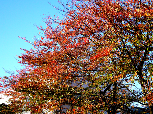 わが街の紅葉。