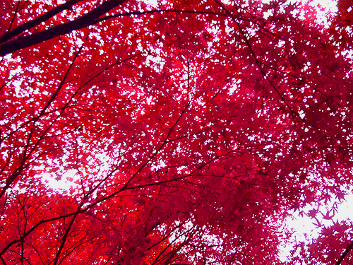 紅葉。