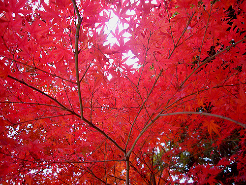 紅葉ーその２