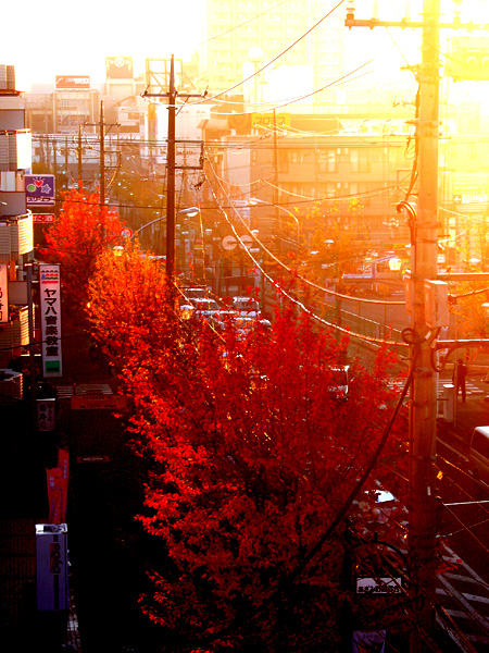 街路樹の紅葉。