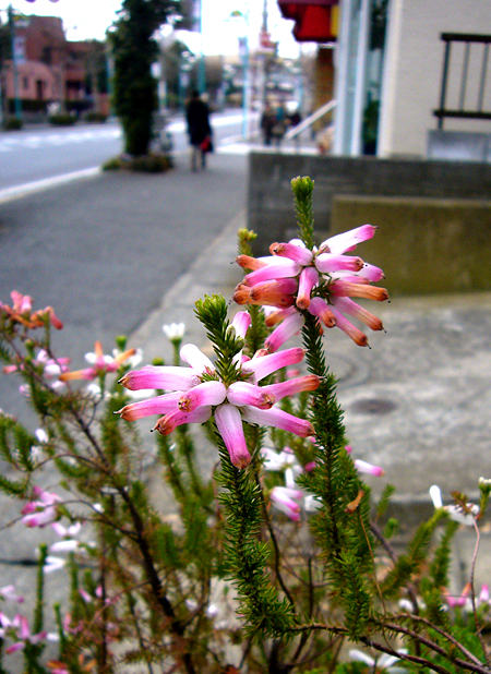 この花はなんだろう･･･？？？