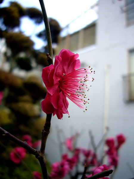 ナイス髭の横顔（紅梅）