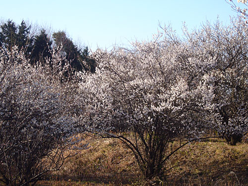 梅林にて…。